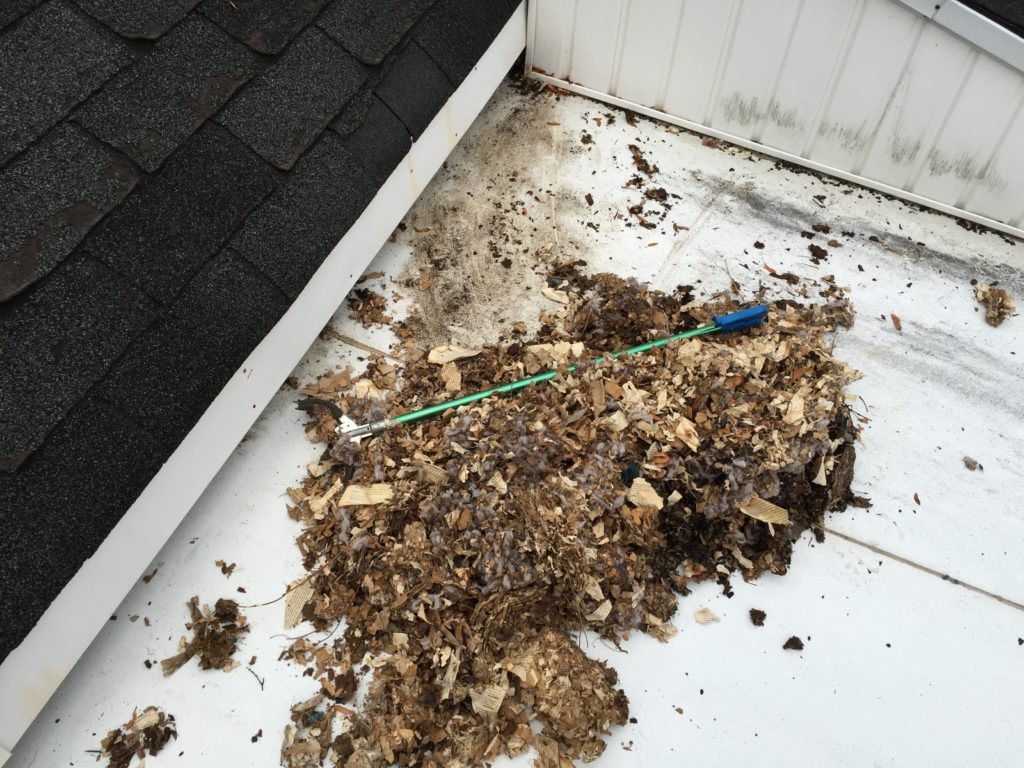 Squirrel Nest Removal Toronto