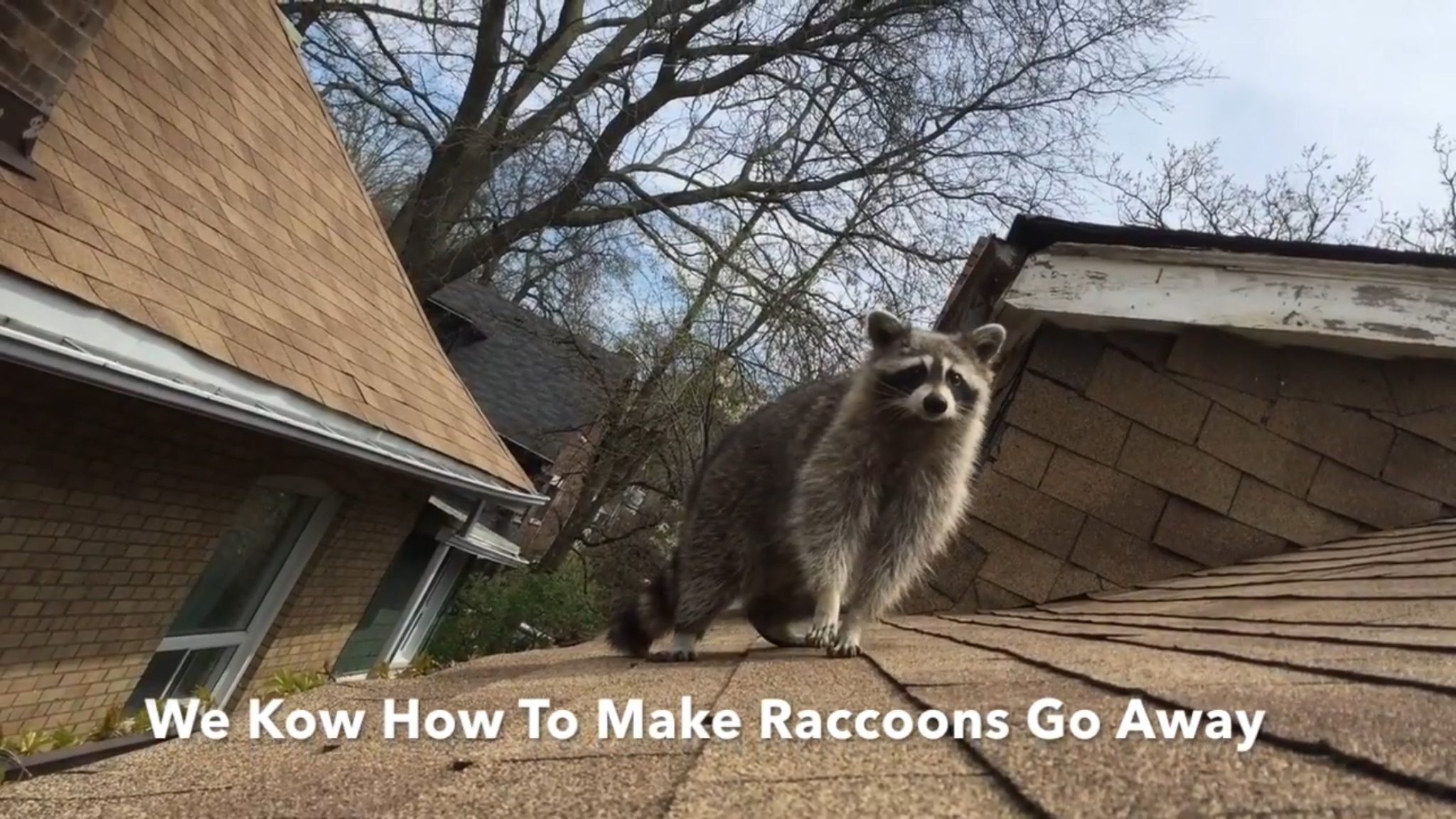 Best Wildlife Control Toronto, Best Squirrel Removal Toronto, Best Raccoon Removal Companies, First-Rate Wildlife Control Toronto, Leading Animal Removal Company