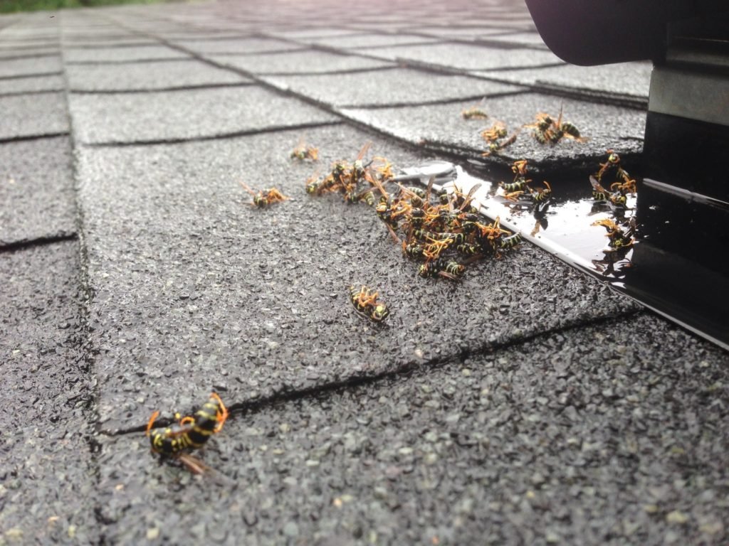 wasp REMOVAL - WILDLIFE CONTROL TORONTO