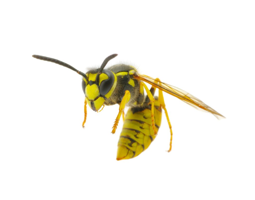 Wasp Nest Removal and Bald-Faced Hornet Nest Removal in Brampton Mississauga and Peele Region.