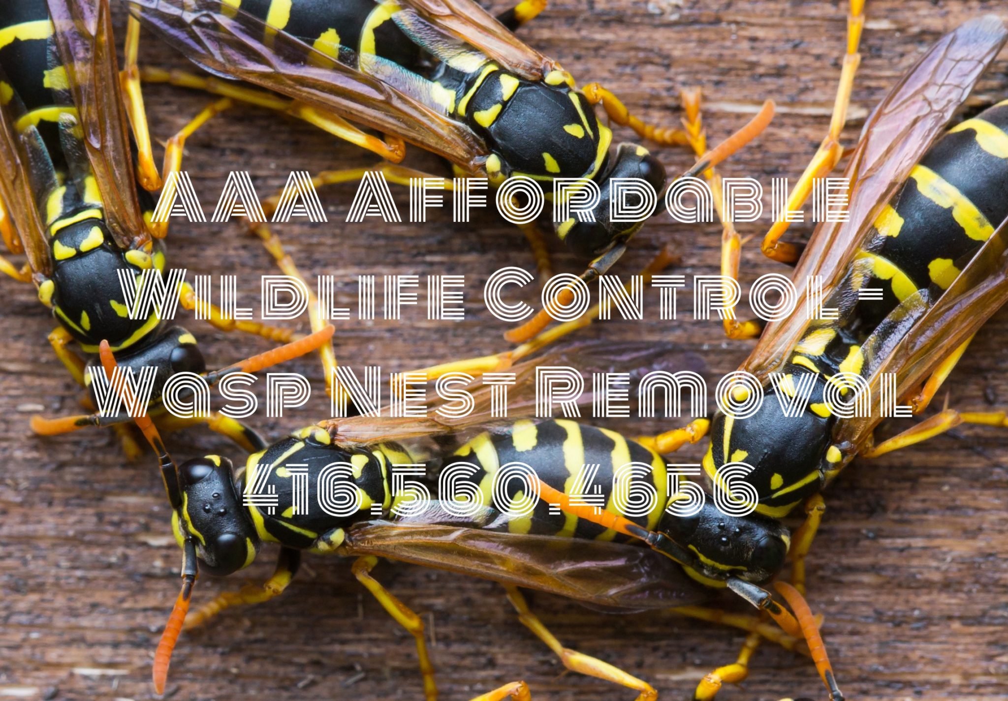 Wasp Nest Removal - Affordable Wildlife Control
