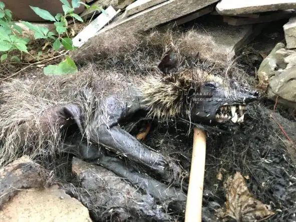 Dead Raccoon Removal Mississauga, Dead Animal Removal, Dead Skunk Removal Mississauga