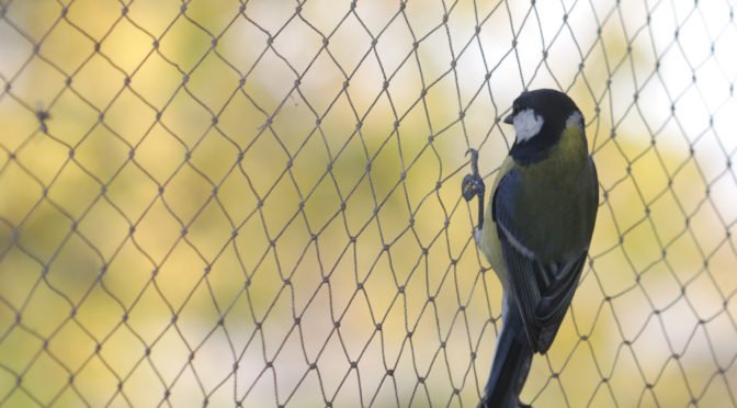 bird removal service near yonge st ontario