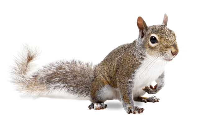 squirrel removal - wild animal control toronto