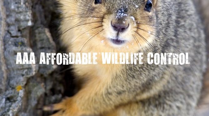 Contact AAA Affordable Wildlife Control