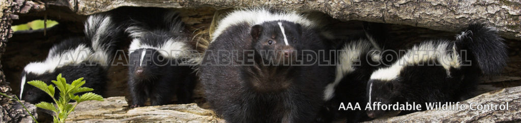 Skunk Removal Toronto - AAA Affordable Wildlife Control