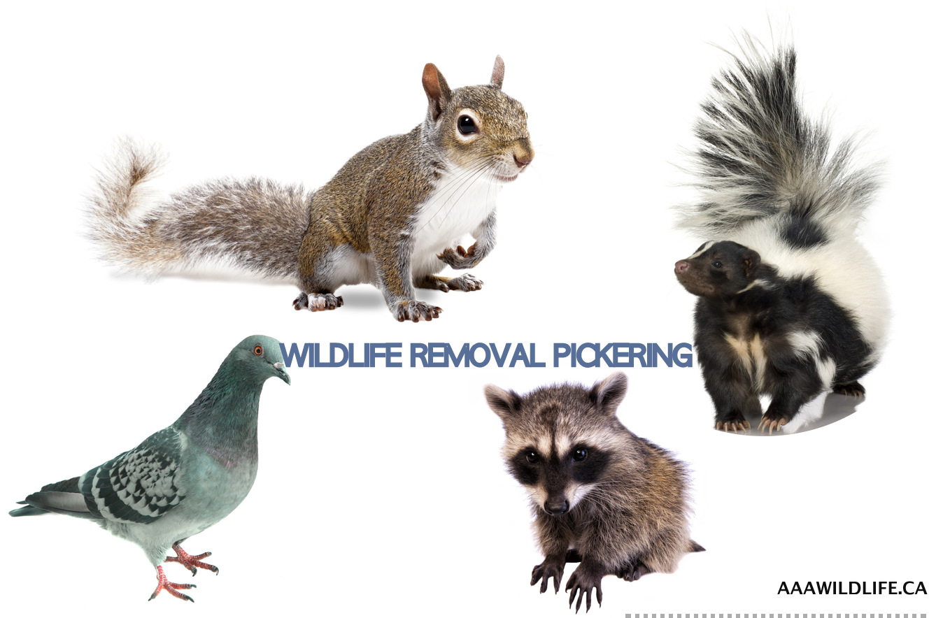 AFFORDABLE WILDLIFE REMOVAL PICKERING - AAA Affordable WILDLIFE CONTROL