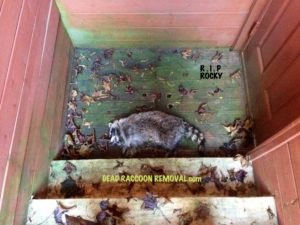 Dead raccoon removal 