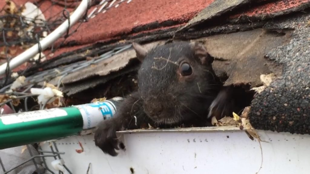 squirrel removal Markham