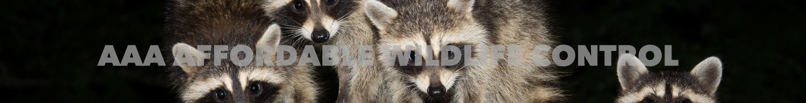 AAA Affordable Wildlife Control Reviews - Raccoon Removal Toronto Reviews, Wildlife Removal Testimonials, Read Wildlife Removal Endorsements