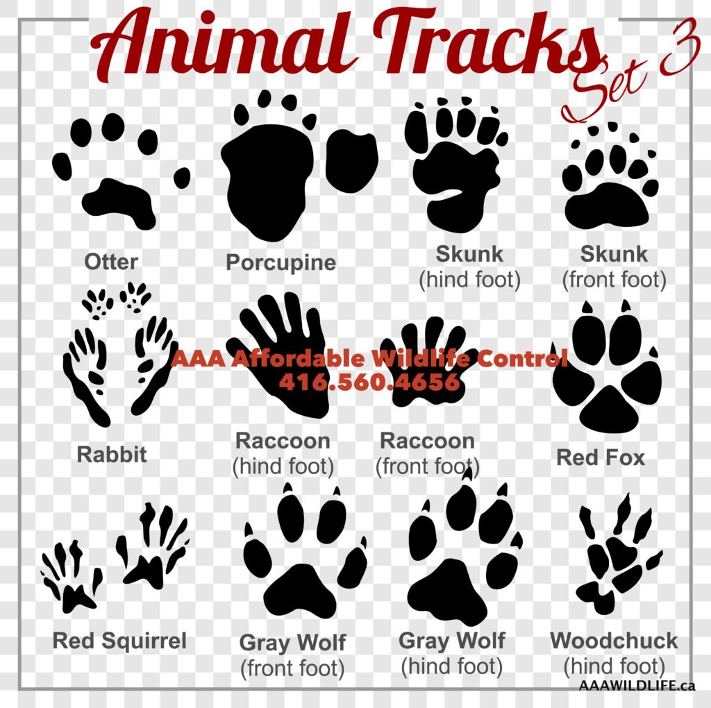 ANIMAL TRACKS - AAA Affordable Wildlife Control