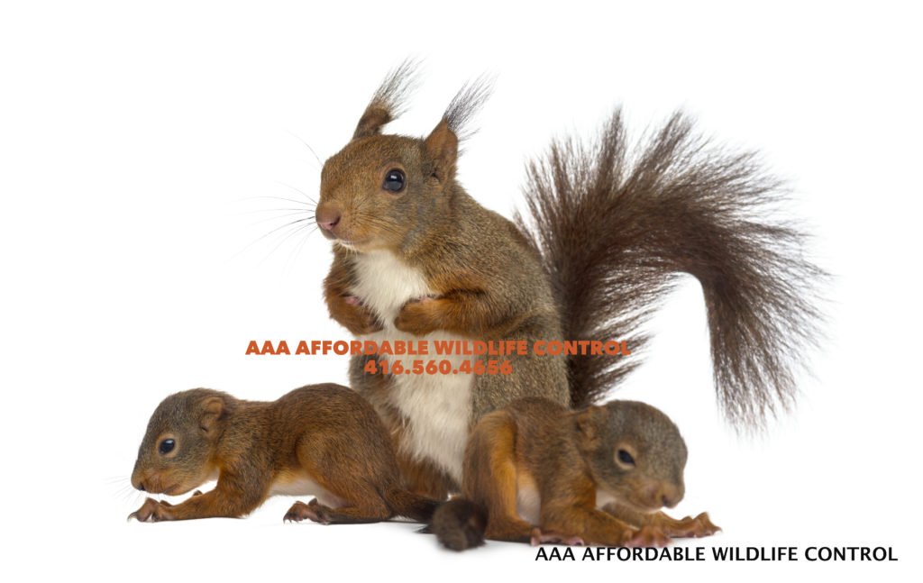 baby squirrels