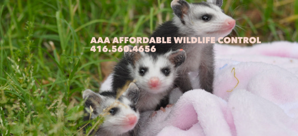Opossum  Removal Brampton, wildlife solutions Brampton