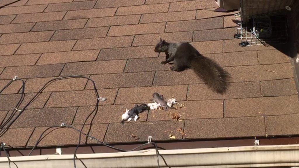 Baby Squirrel, Mother Squirrel Relocates Squirrel Babies, Squirrel Removal Toronto