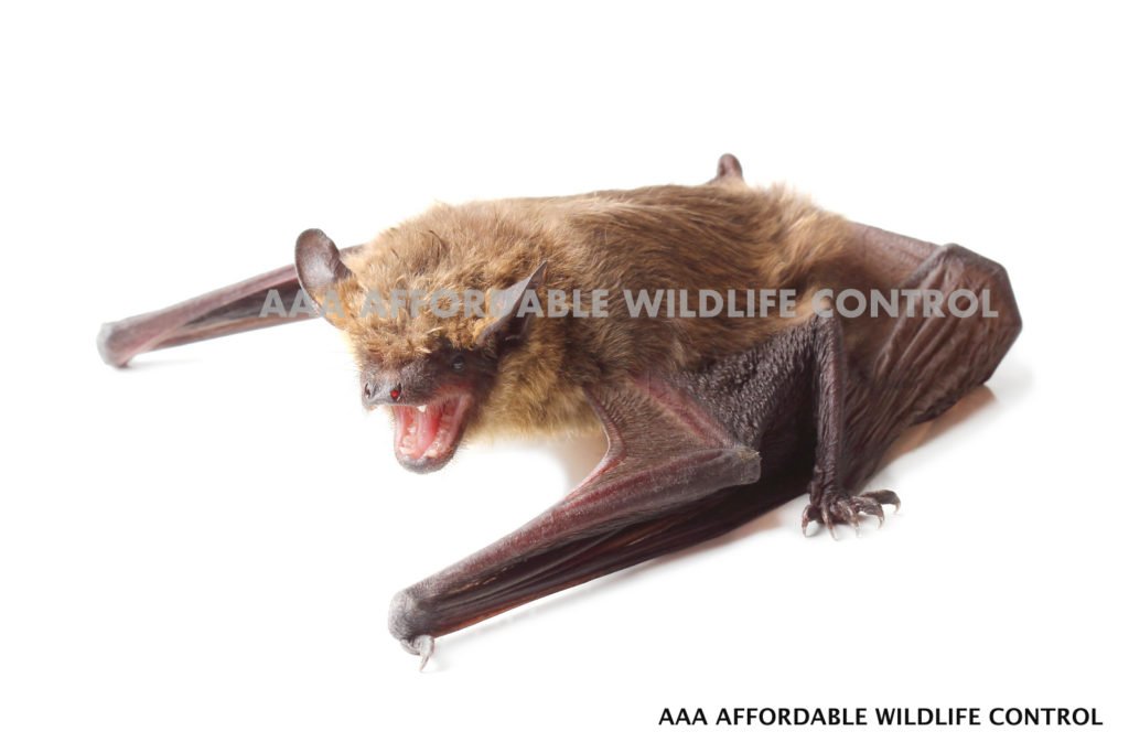 Bat Removal Toronto, Bat Control Service