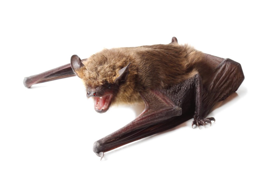 bat removal toronto - Bat Control Service