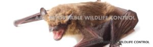 bat removal toronto - Bat Control Service