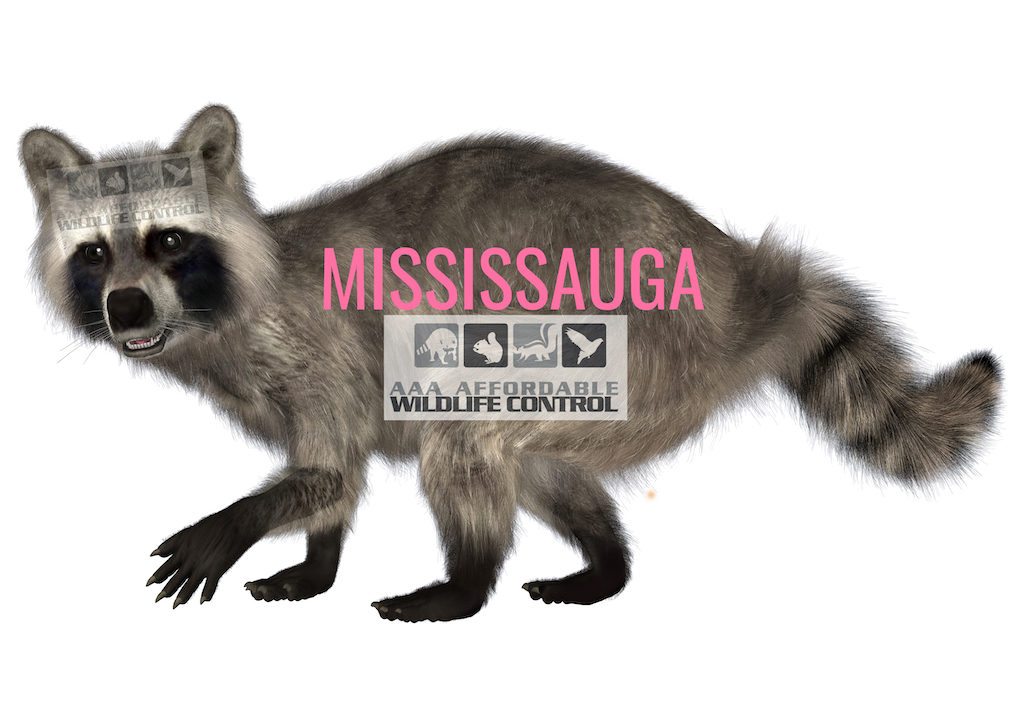 Wildlife Removal Mississauga - Squirrel, raccoon, bird removal Mississauga
