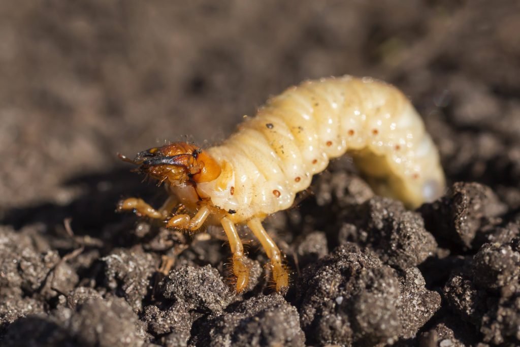 Lawn Grub in soil, skunk control, skunk removal 