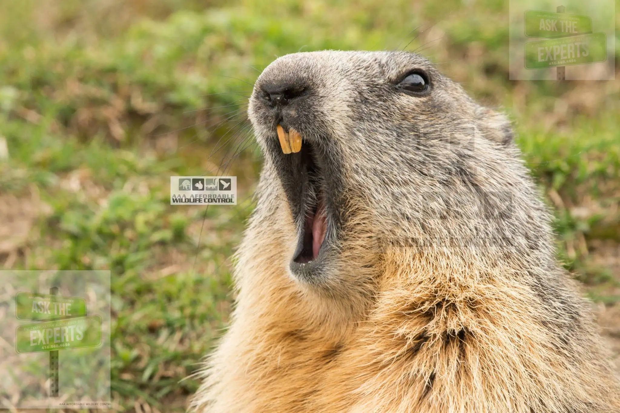Groundhog Removal Toronto