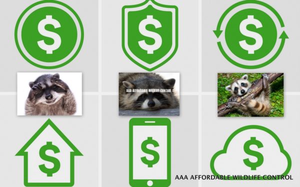 Raccoon Removal Cost Toronto