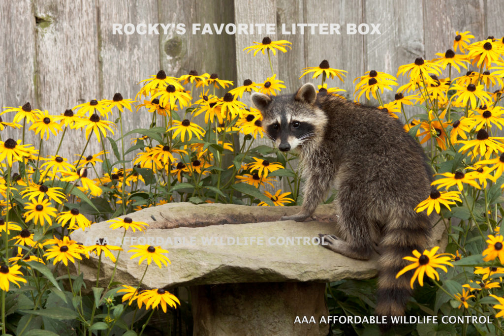 Why Are Raccoon Latrines Dangerous Aaa Affordable Wildlife Control