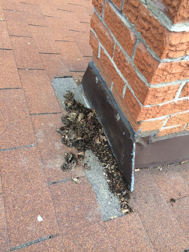What Does Raccoon Poop Look Like