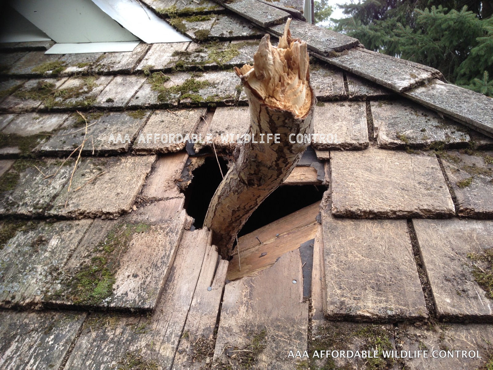 Affordable Wildlife Removal and Roof Repairs