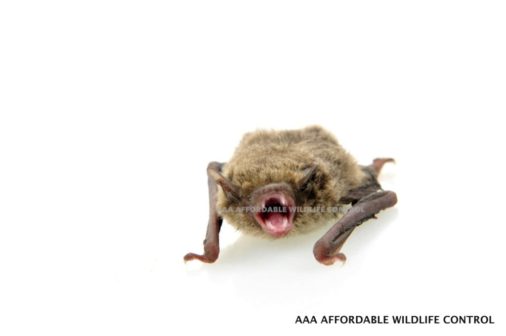 BAT Control Toronto Affordable Wildlife Control