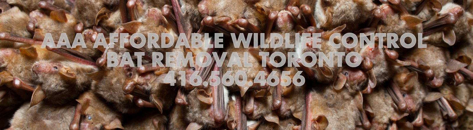 bat removal toronto - Bat Control Service