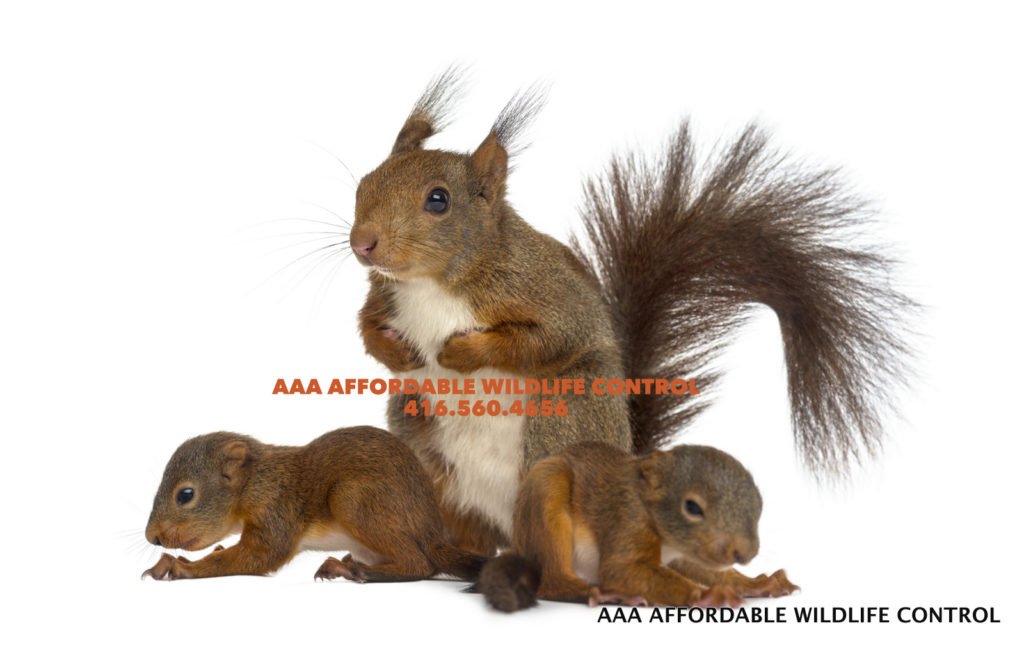 Baby Squirrel Removal Brampton