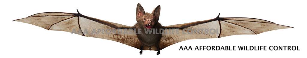 Wildlife Removal Brampton - Affordable Bat Removal Services