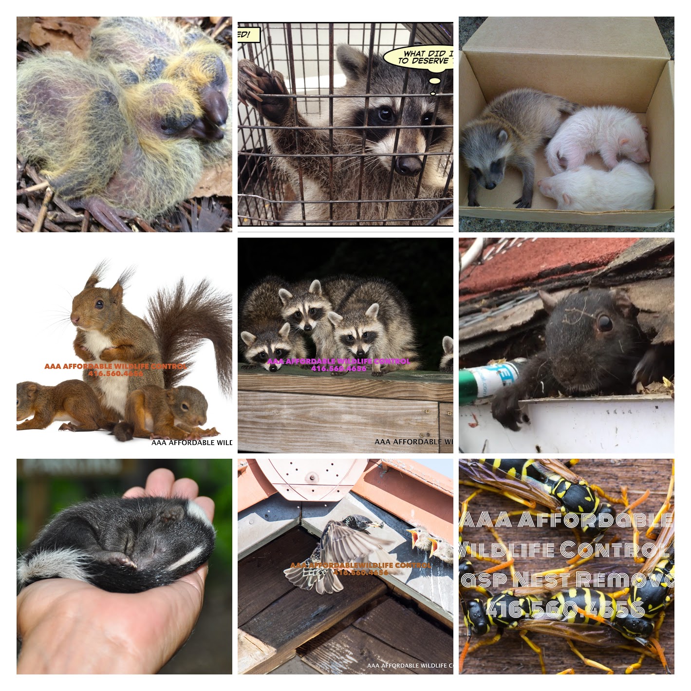 Wildlife Removal, Raccoon Removal Scarborough, Affordable Animal Control Scarborough
