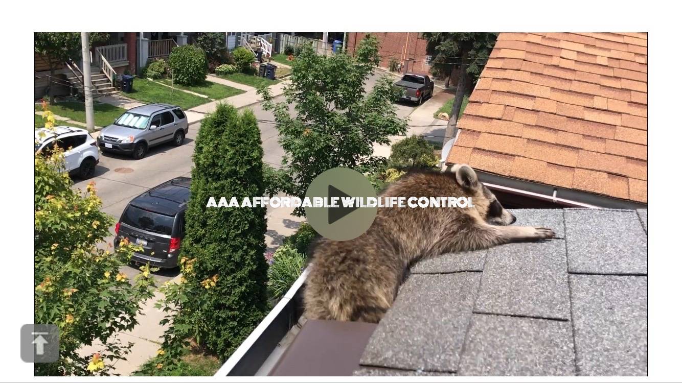 Best 11 Animal Control Tips Where Do Raccoons Live? Raccoon Deterrent