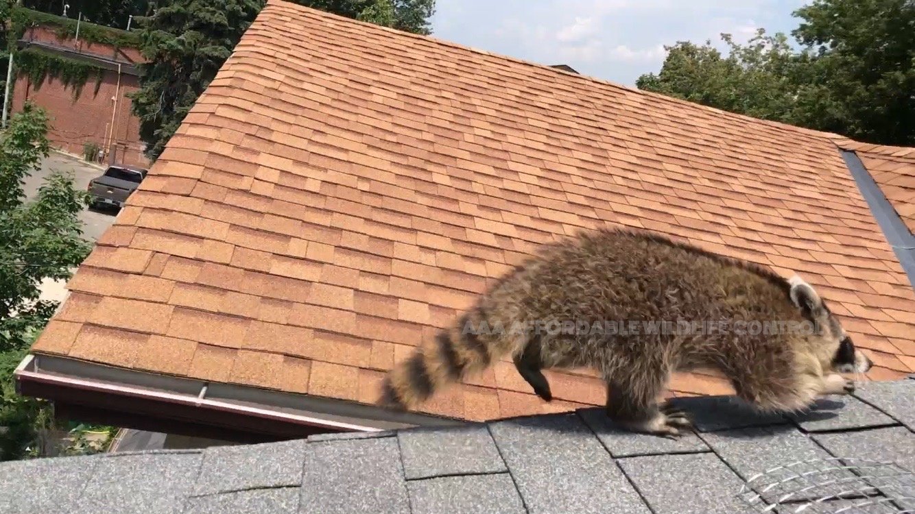 Raccoon Removal Videos - Racoon Control Toronto - Affordable Wildlife Control Services