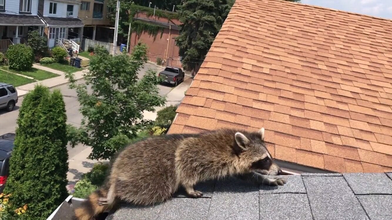 Raccoon Removal Brampton
