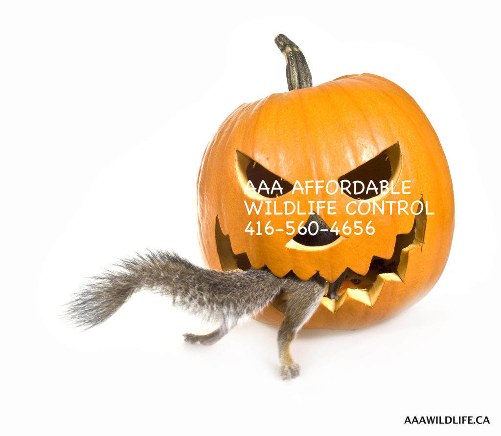 Best Fall Wildlife Control Tips , Best Raccoon Removal Advice, Best Skunk Removal Tips