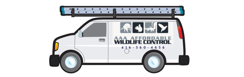 Wildlife Removal, AAA Affordable Wildlife Control Toronto, Raccoon Removal
