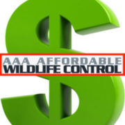 (c) Affordablewildlifecontrol.com