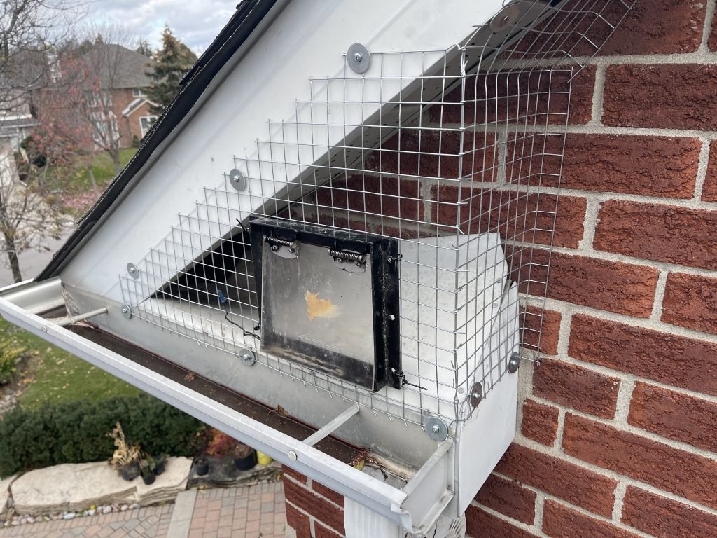 raccoon removal using a one-way door