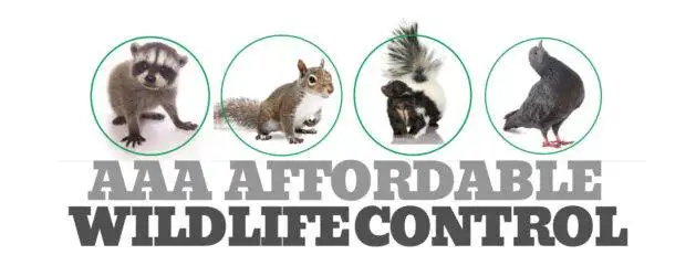 AAA Affordable Wildlife Control logo