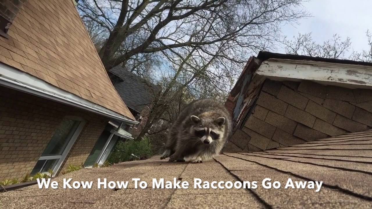 raccoon removal toronto reviews