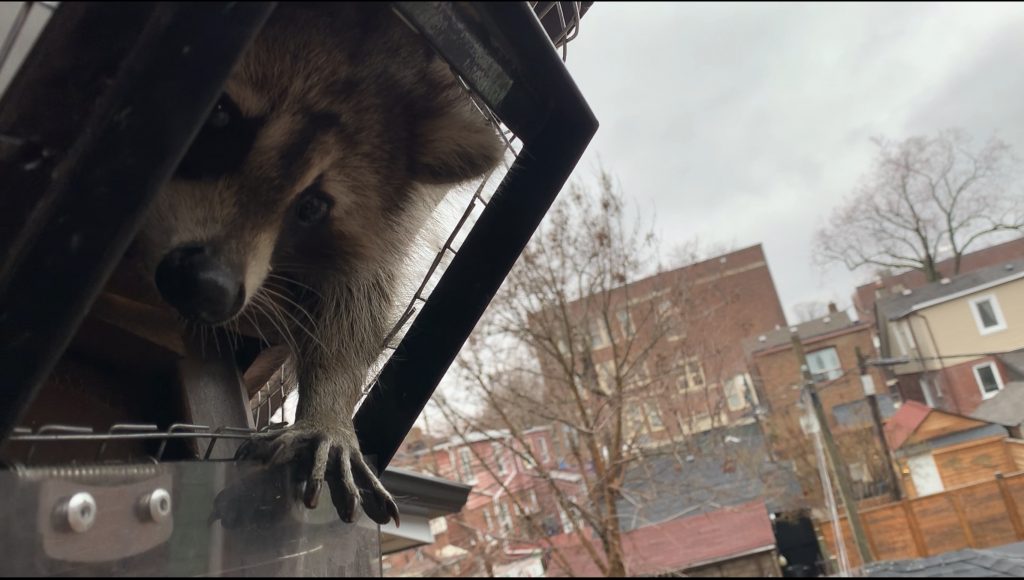 Best Cost Raccoon Removal Toronto