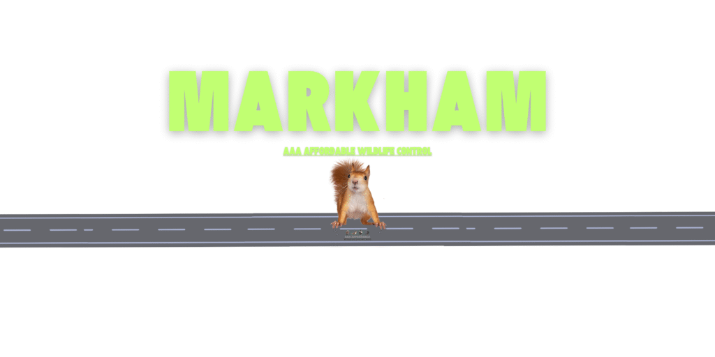 Squirrel Removal Markham, Affordable Wildlife Control Markham