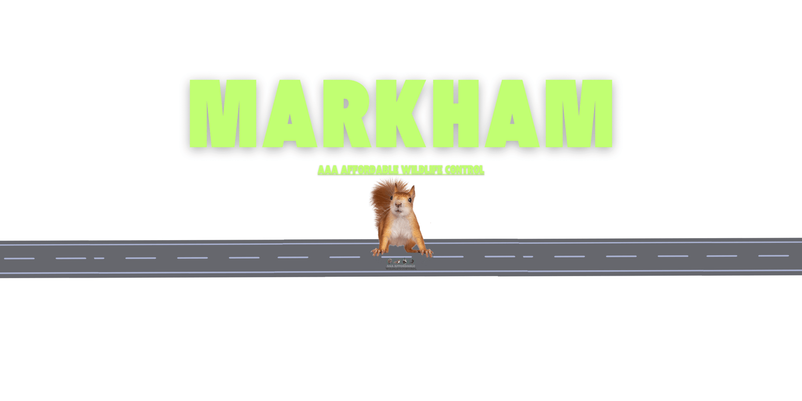 Squirrel Removal Markham, Affordable Wildlife Control Markham