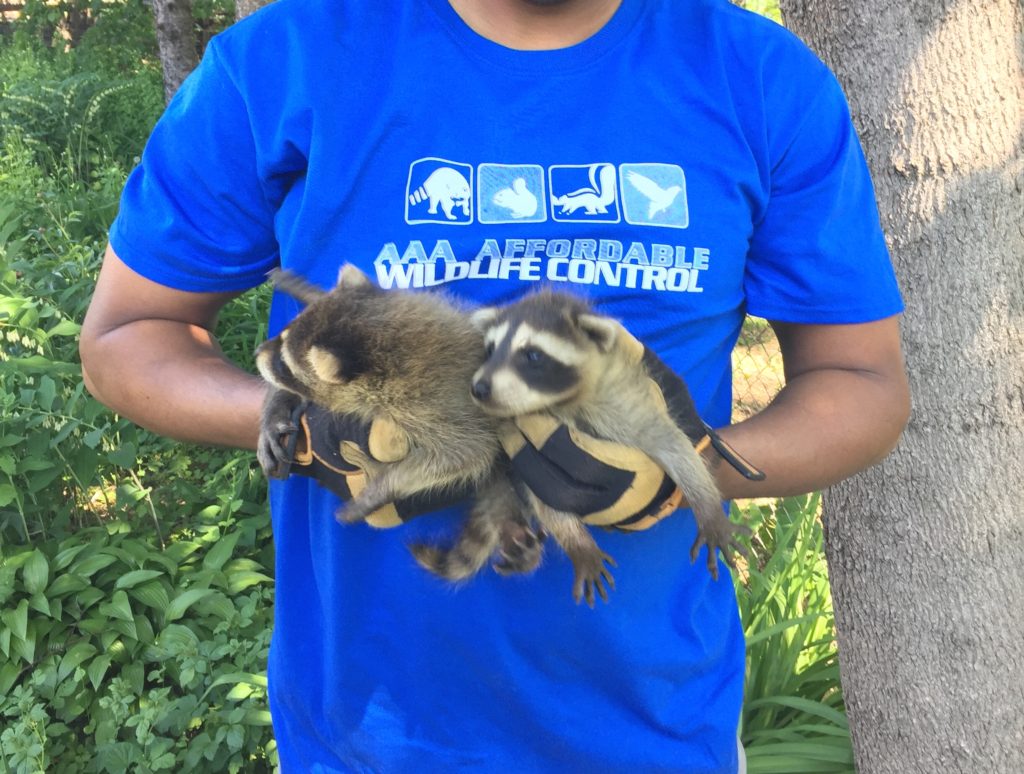 Baby Raccoon Removal