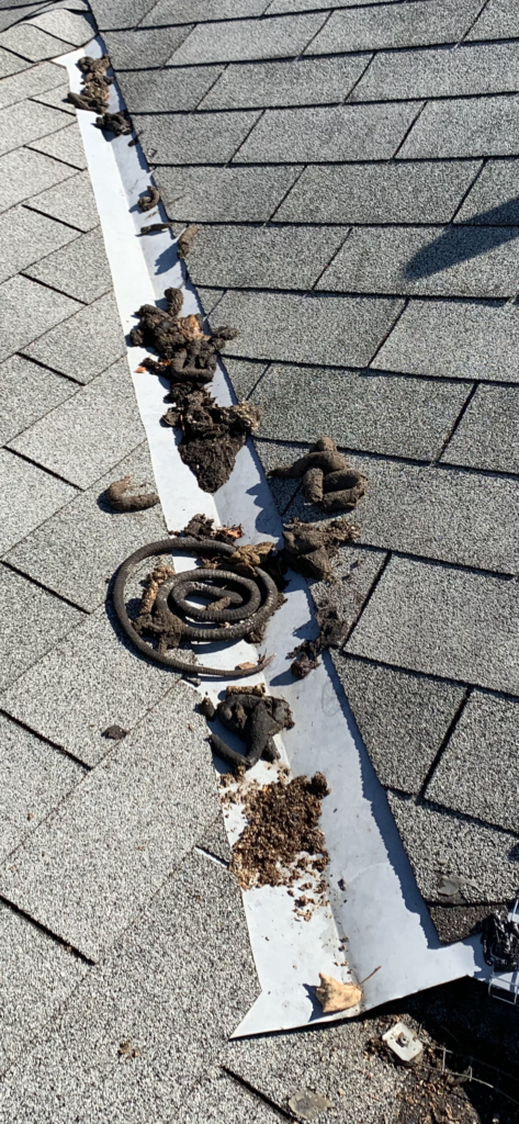 Raccoon Latrine, Raccoon Poop