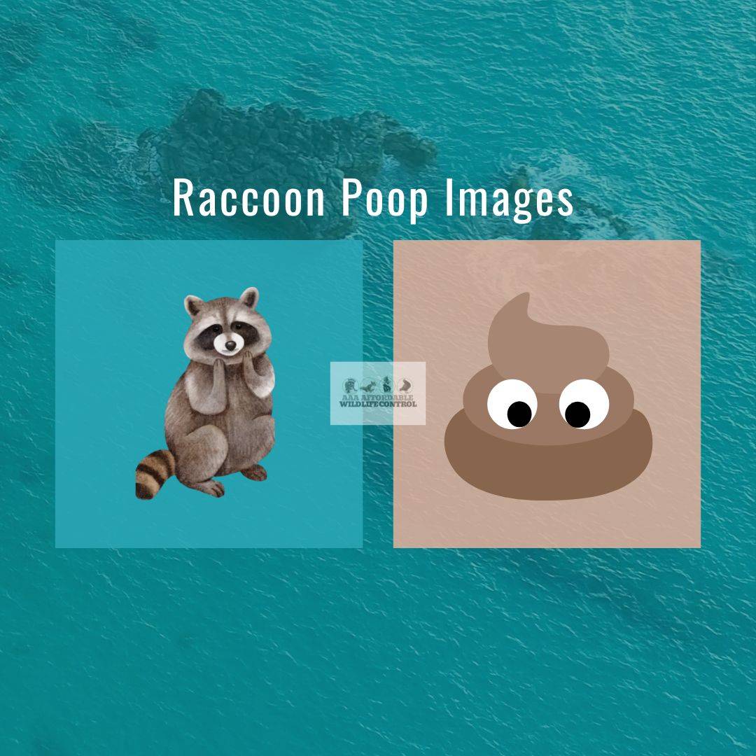 What does Raccoon Poop Look Like