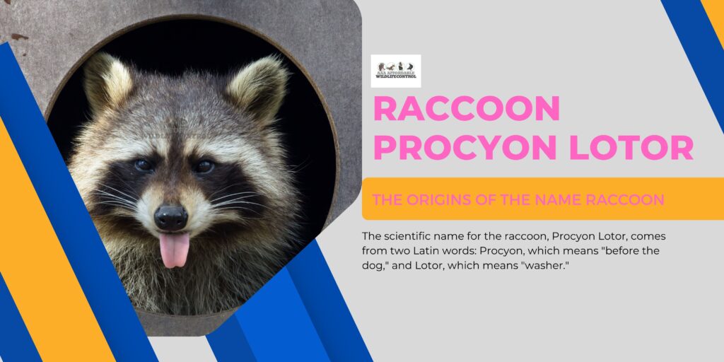 Raccoons, Procyon Lotor, Raccoon