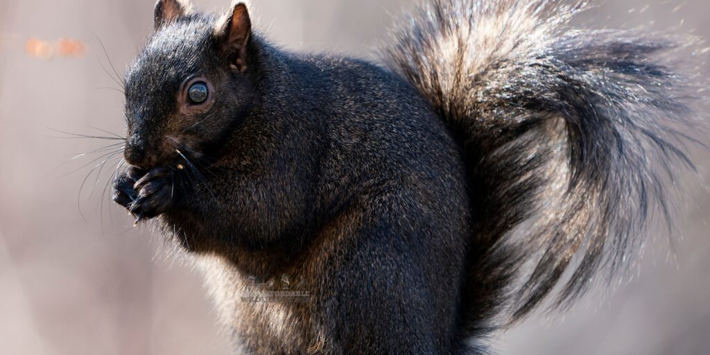 Black Variation of an Eastern Grey Squirrel, Wildlife Removal Services